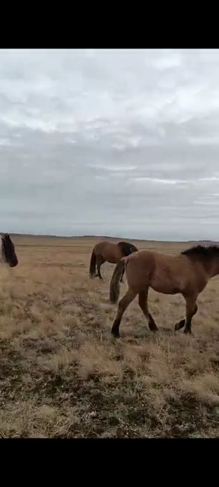 Обменяю мугалжарских жабағы на тёлочек