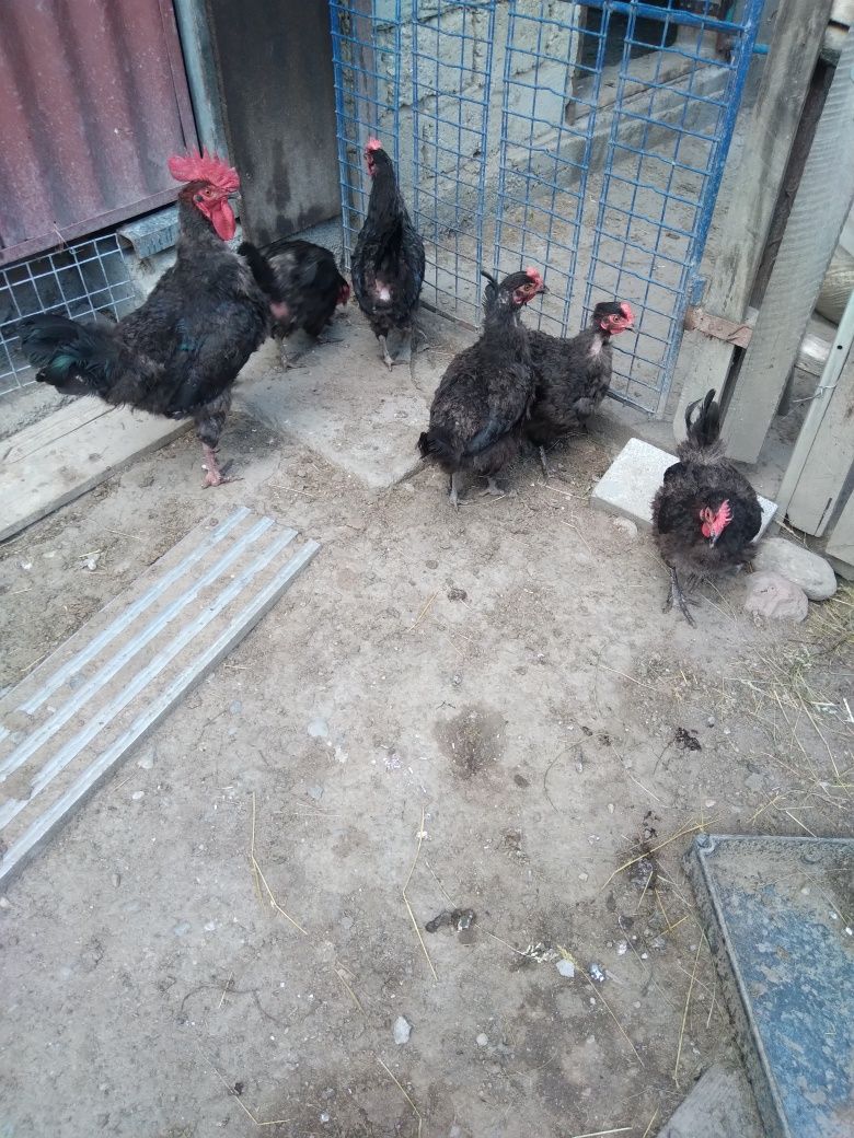 Familie marans 5+1