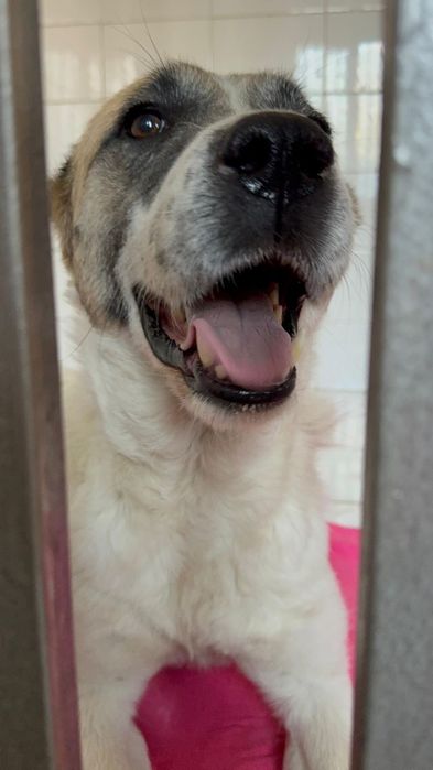 Щеночки в отлове ждут любящих хозяев