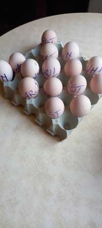 Vând oua pauni diferite varietati