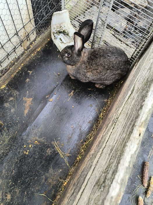 Iepuroaice fluture german