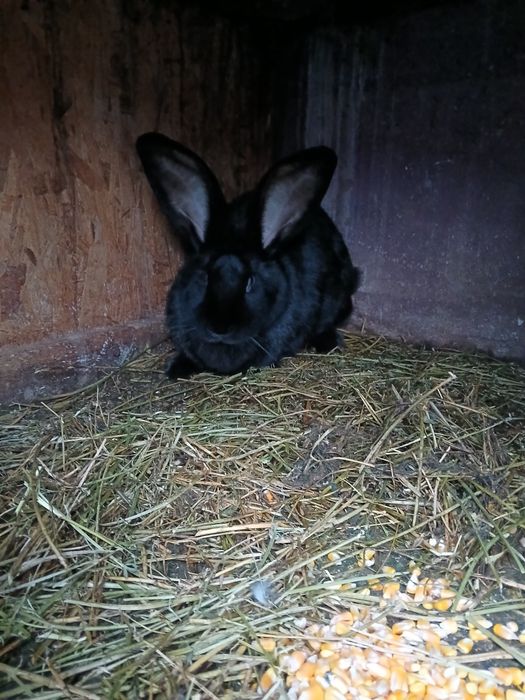 Vand Iepuri Uriaș German