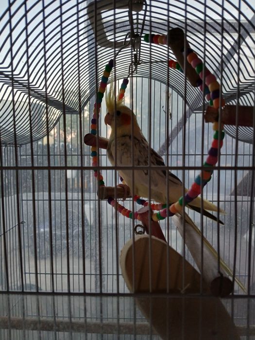 Nimfa de vanzare 170 lei