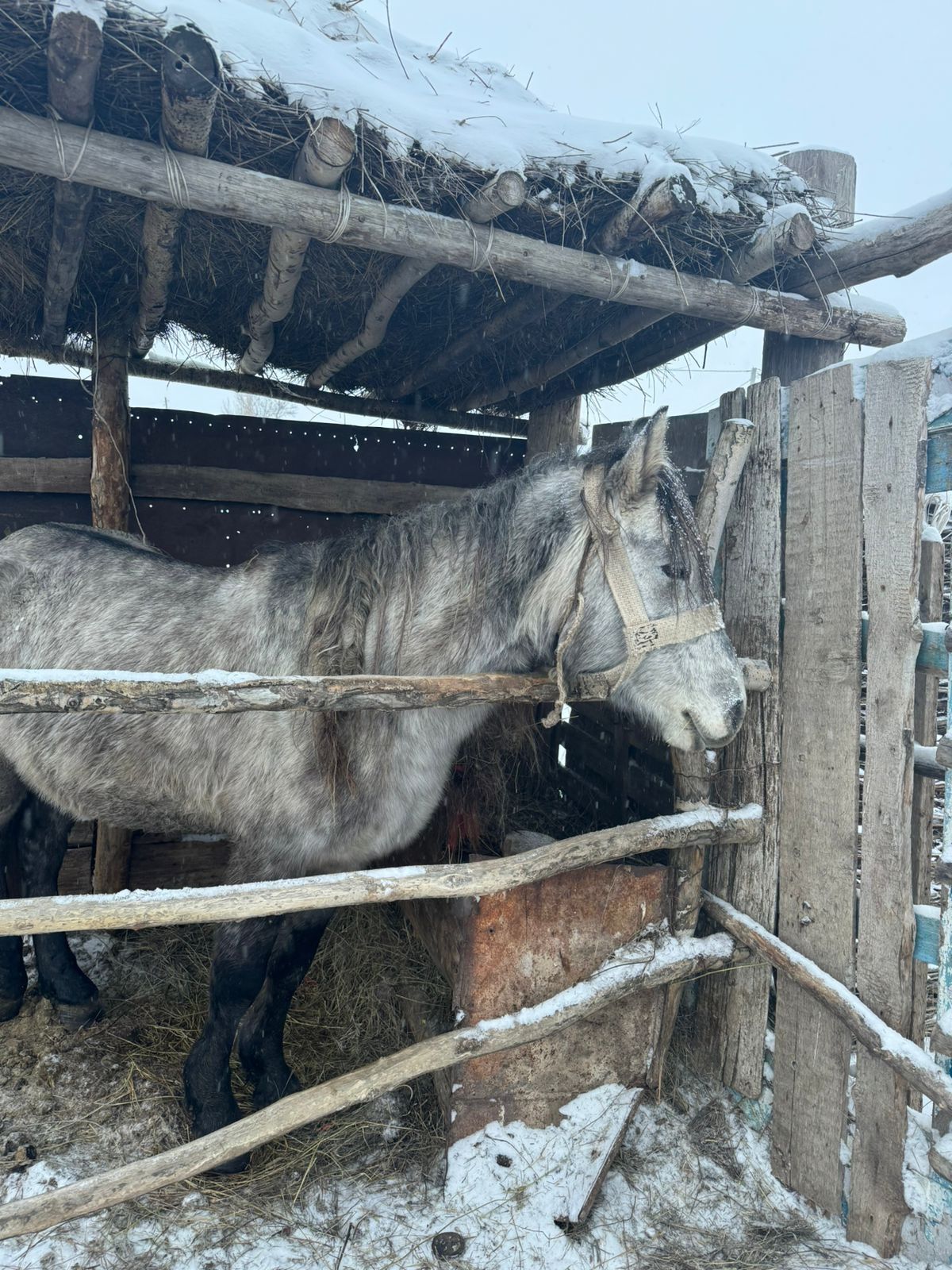 Айғыр 5жасар ,мінілген.