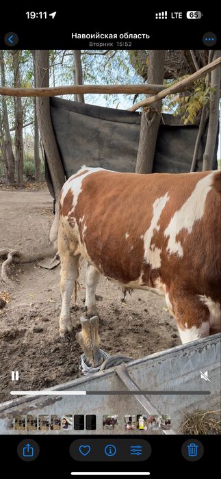 Сементал Бука сотилади ёш хали усадиган тиш бузмаган