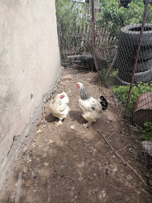 Куры породы светлая брама