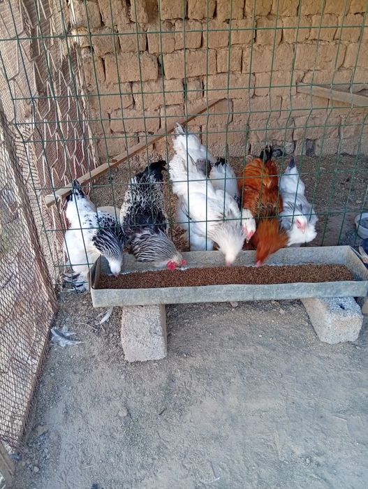 Домашные куры продается