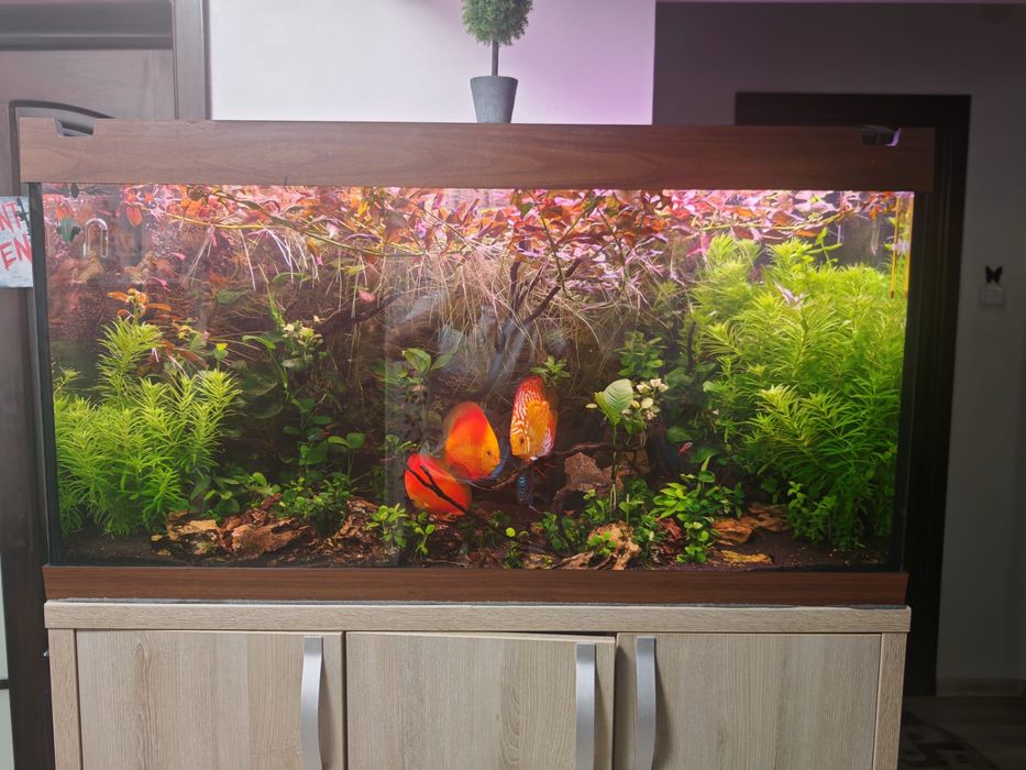 Acvariu Juwel 300 + mobilier + lampa Odyssea cu 4 neoane