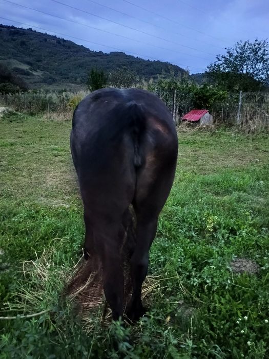Vând mânză de 2 ani