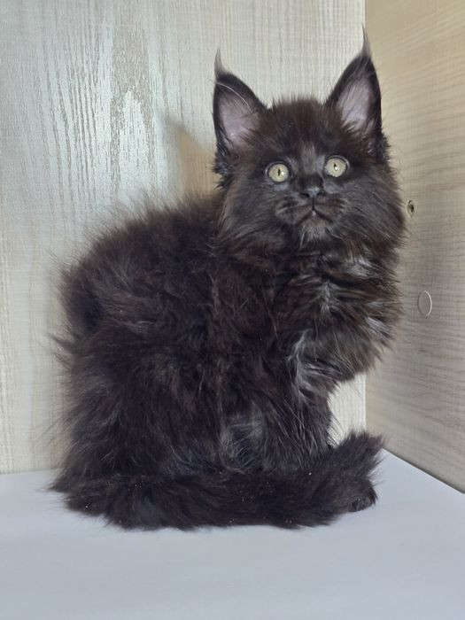 Продаю Мейн_кун девочка.