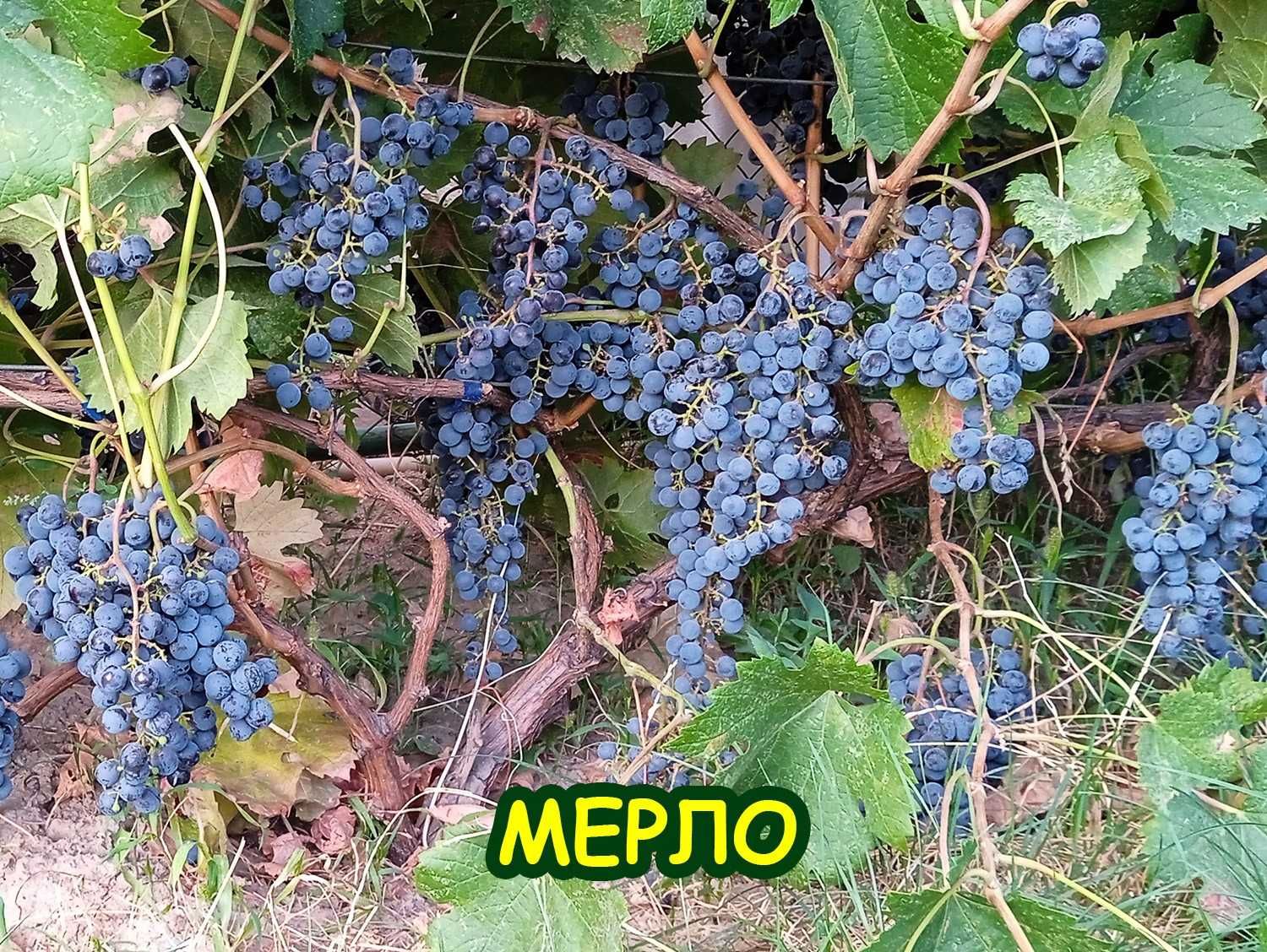 Саженцы винограда винных, для сока/технических сортов