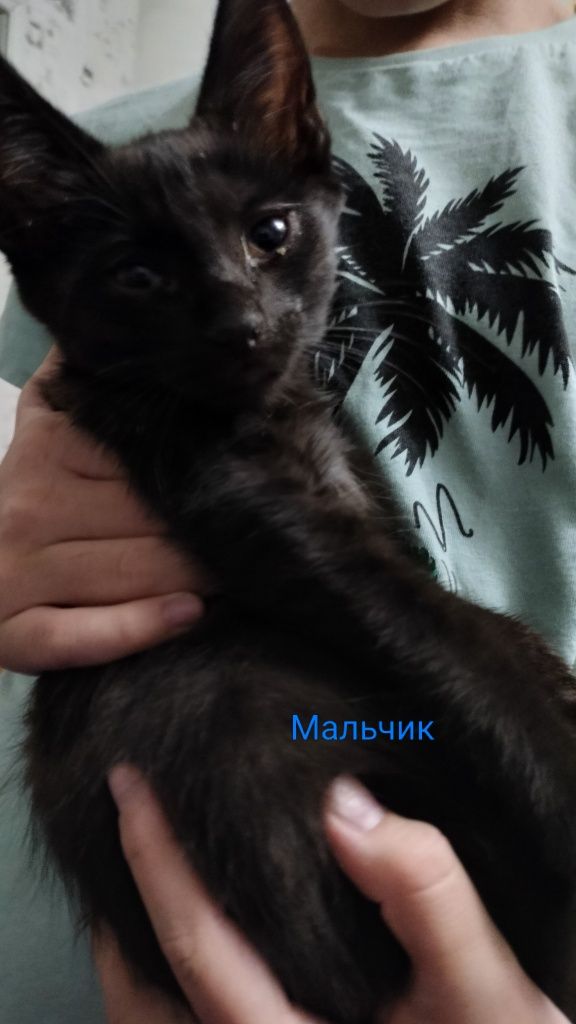 Ищем хороший дом для котят