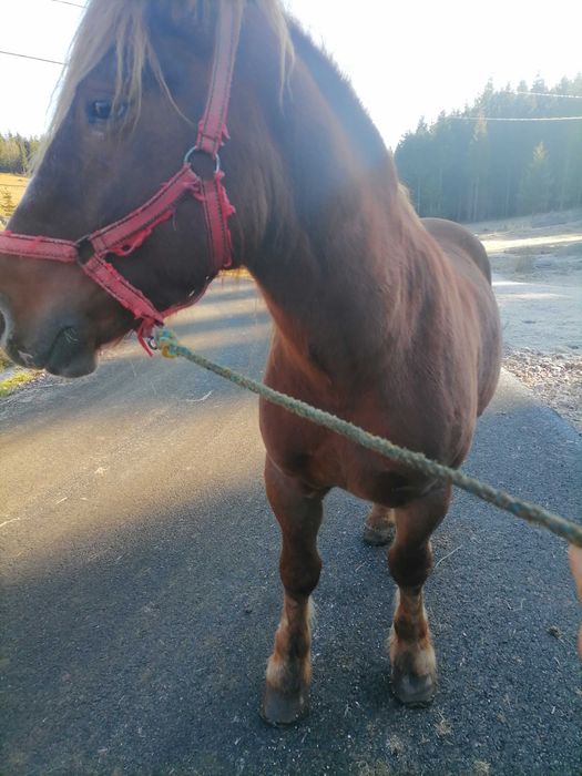 Vând mânz de 2 ani jumate