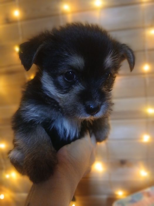 Кученца йорки - шпиц