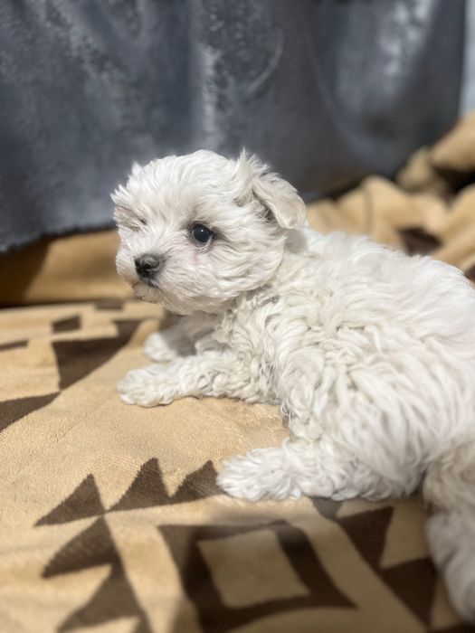 Pui de Bichon maltez