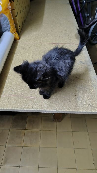 Donez pisici ,adoptie .