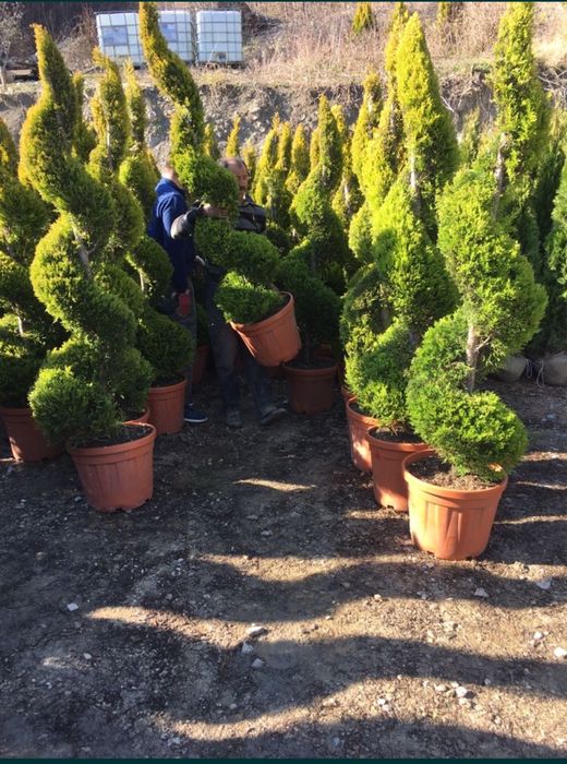 Tuia smarald / Chiparos Leylandii