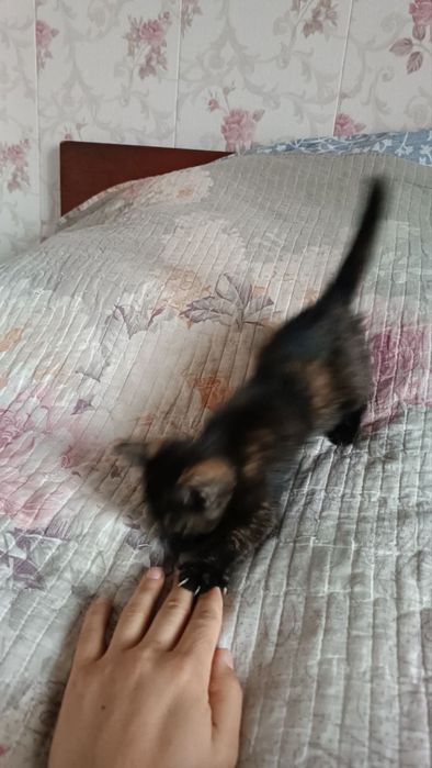 Отдам котёнка в хорошие руки