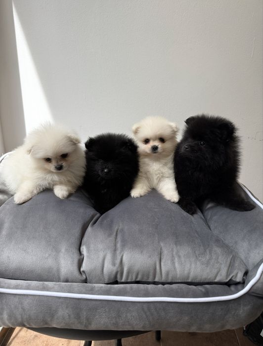 Мини Померан! ТОП