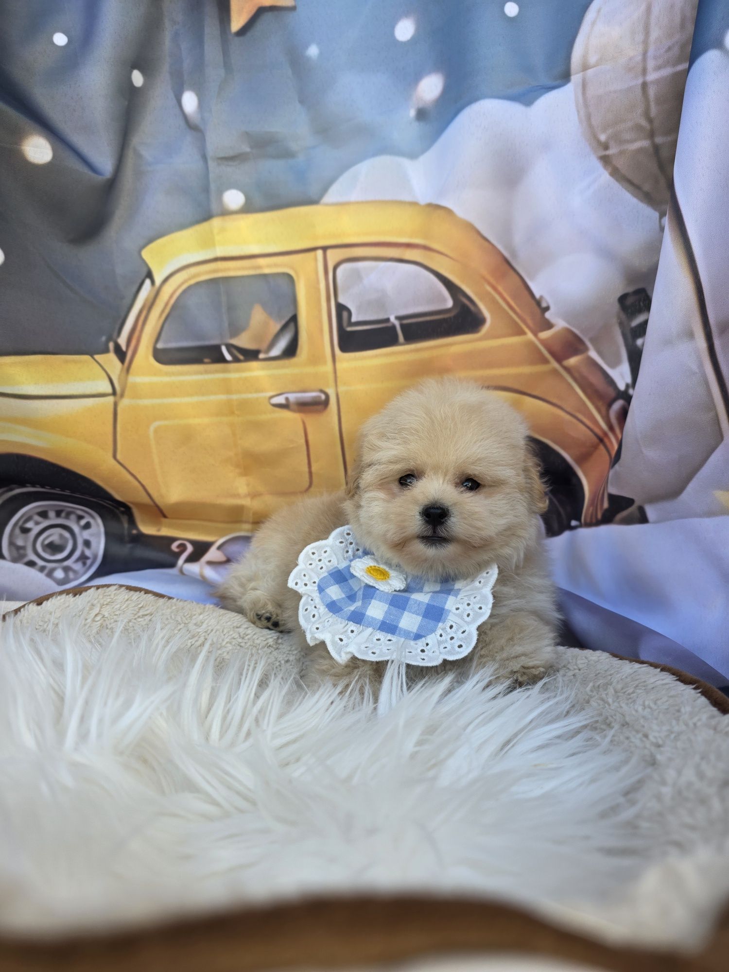 Померан / Poodle/ Помапу