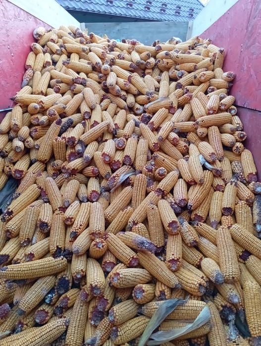 Porumb știuleți de vânzare