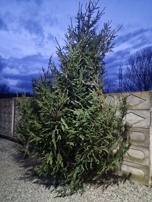 Vând  2 brazi naturali de Crăciun