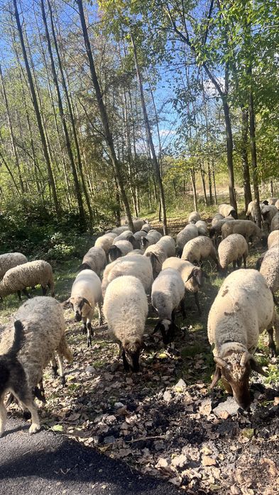 Vand oi , verifica descrierea