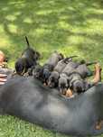 Vand pui de Doberman