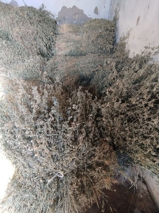 Oʻrik daraxtini oʻtini va beda oʻt sotiladi