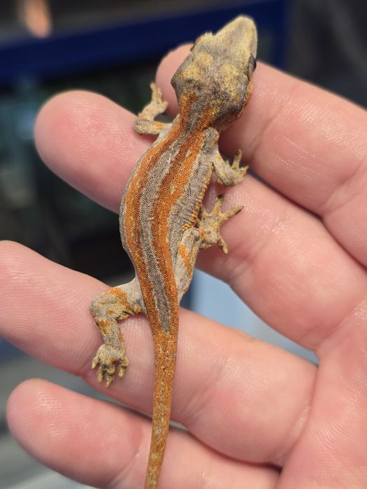 Rhacodactylus auriculatus/ Gargoyle gecko