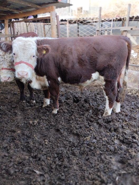 Srochna toza grefort buqalar sotiladi