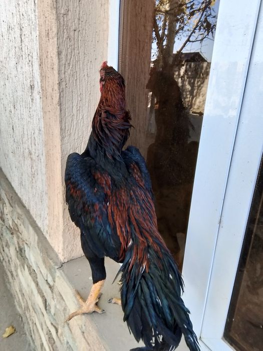 Dakan xuroz sotiladi