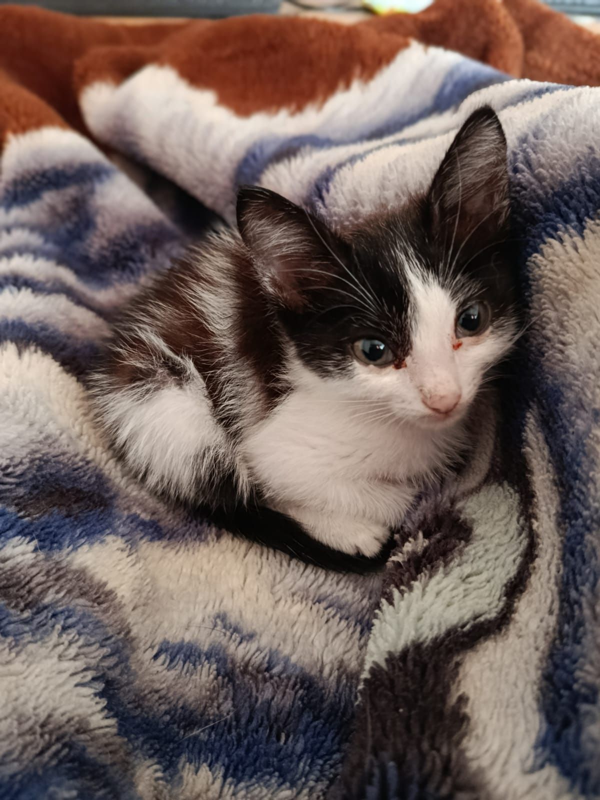 Котенка в добрые руки