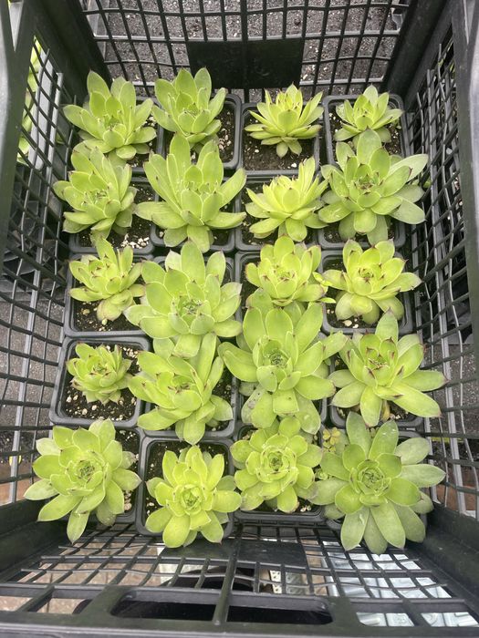 Sempervivum/suculente