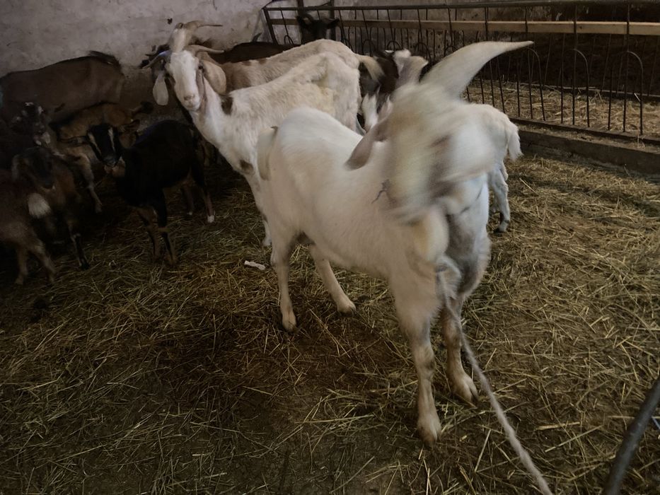 Tapi de prasile boier si alpin francez