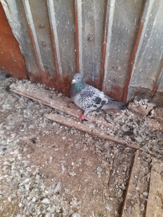 Vând 9 porumbei inelati