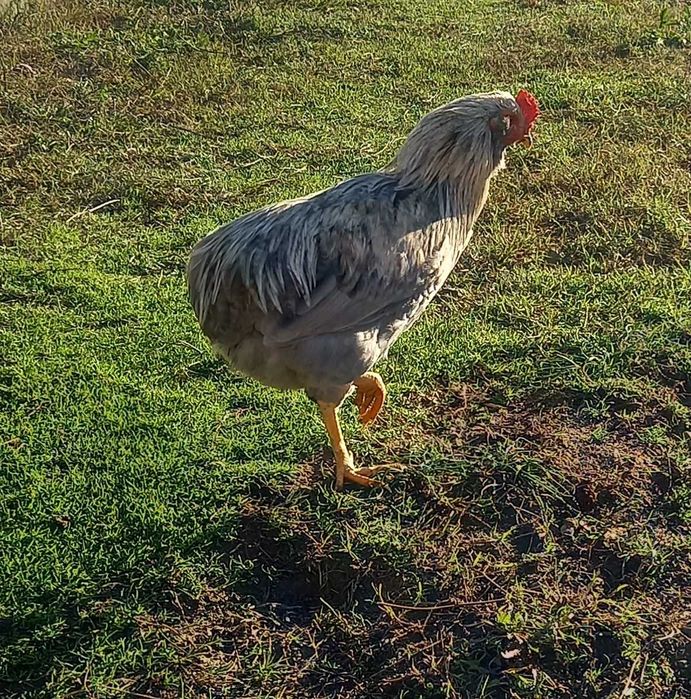 Петлета Араукана