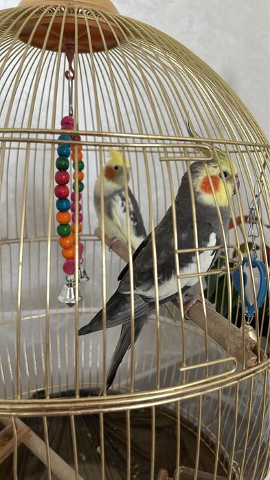 Продам Попугаев Карелла Мальчик и Девочка с клеткой