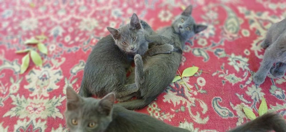 Скоттиш страйд британский пародали мушукча сотилади