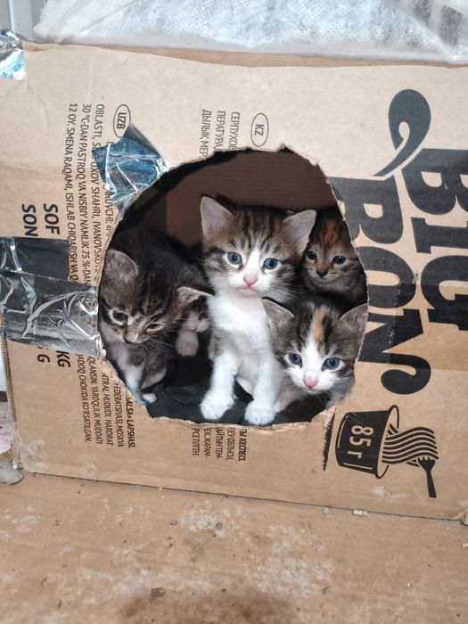 Котята бесплатно