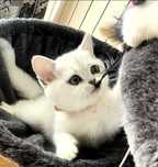 British shorthair golden si silver cu pedigree