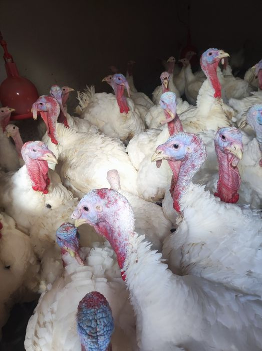 Vând curcani de carne