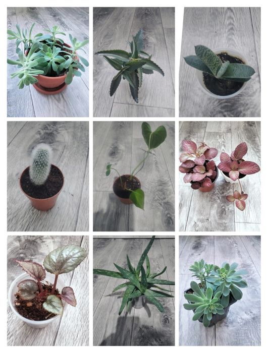 Комнатные растения