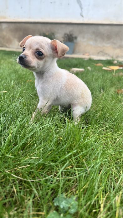 Мъжки и женски мини пинчери