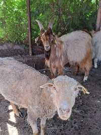 Продам Баран коз
