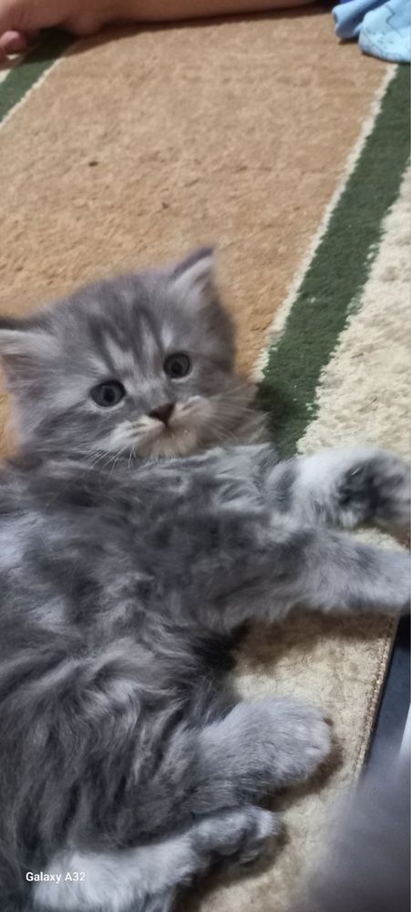 Продаются котята