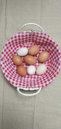 Vând ouă de găină, Bio