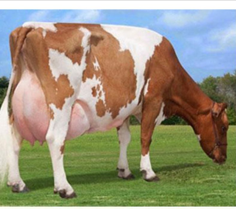 Junca Bălțata negestanta