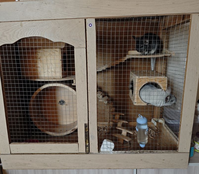 Шиншиллы вместе с клеткой