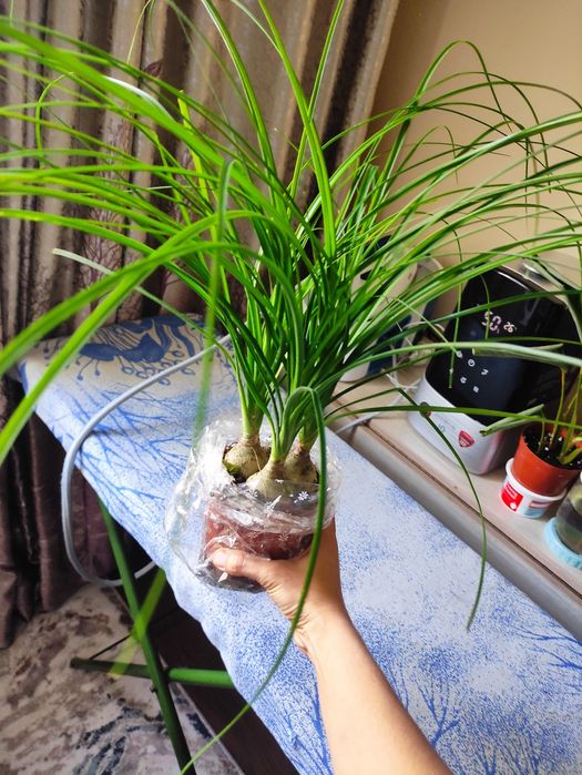 Нолина украсит ваше пространство в любом месте